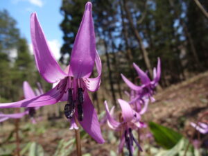 ヨセフの道に咲くカタクリの花たち
